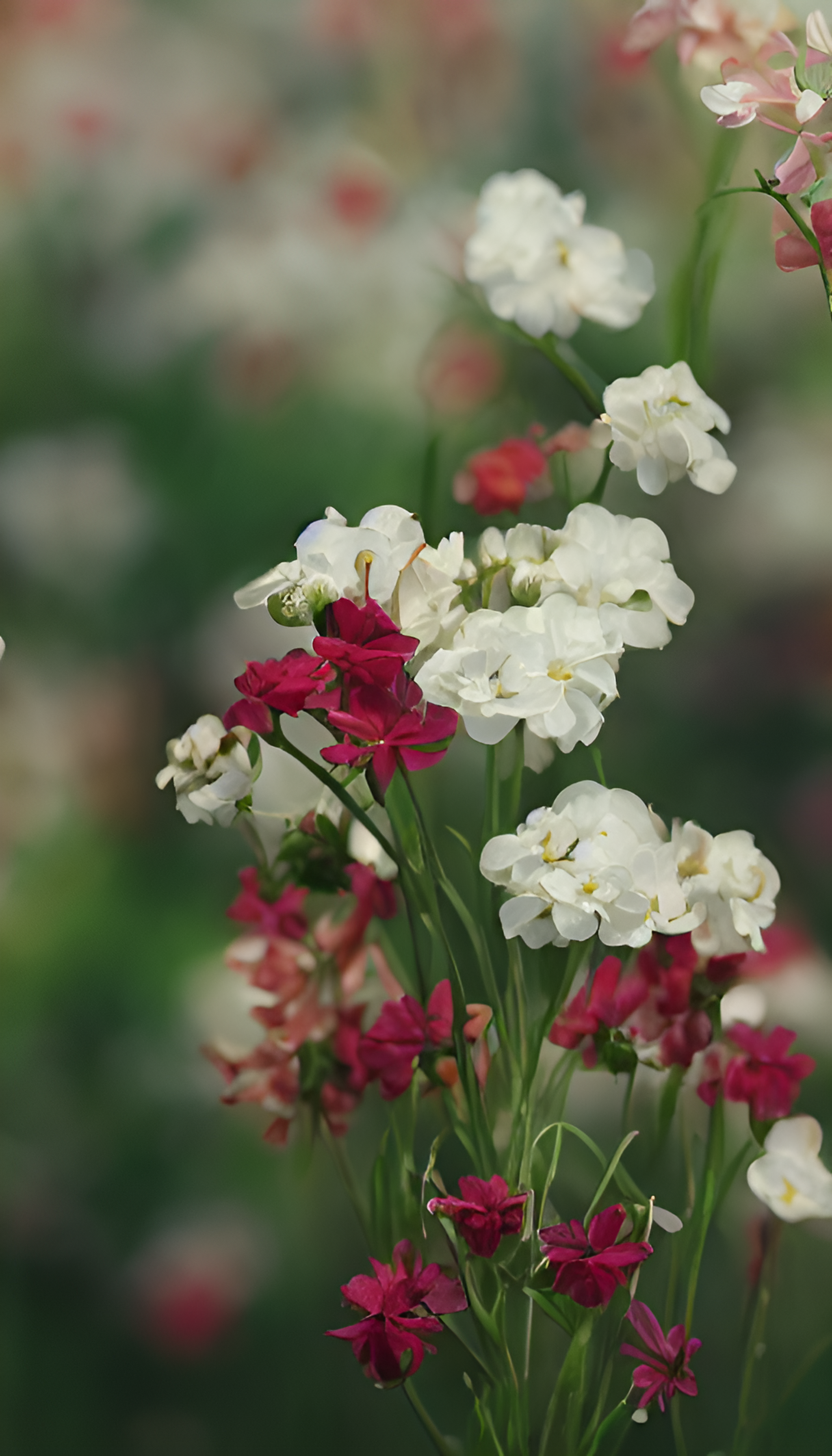 美丽的 鲜花💐