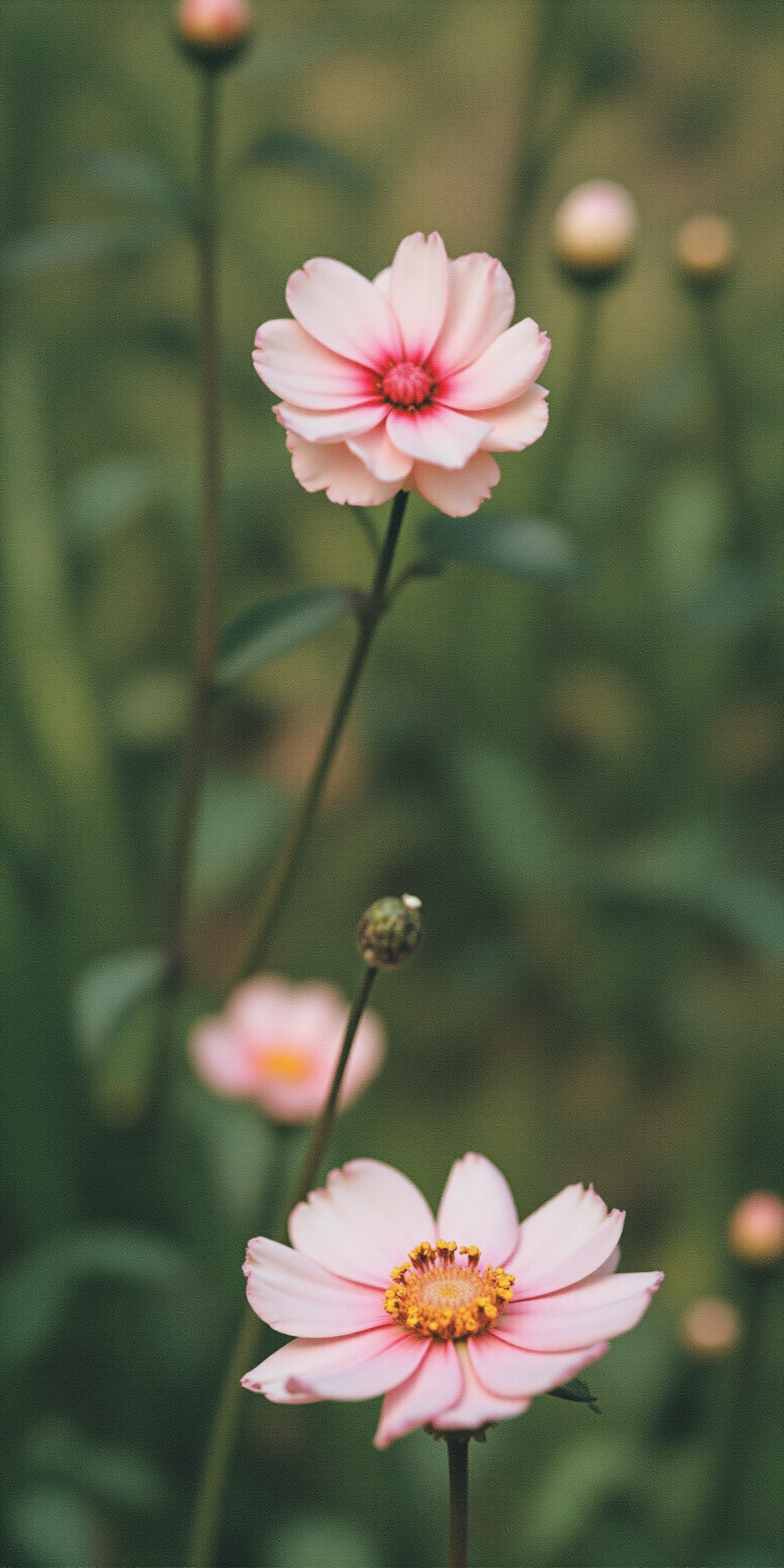 送你一朵花