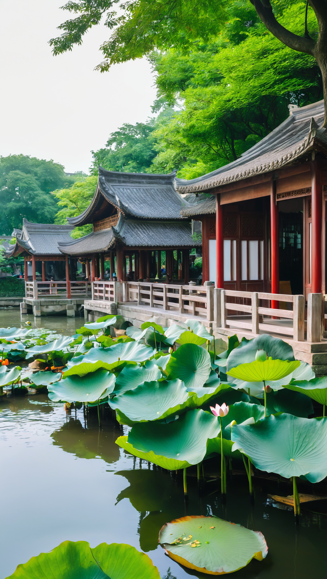 荷花池塘