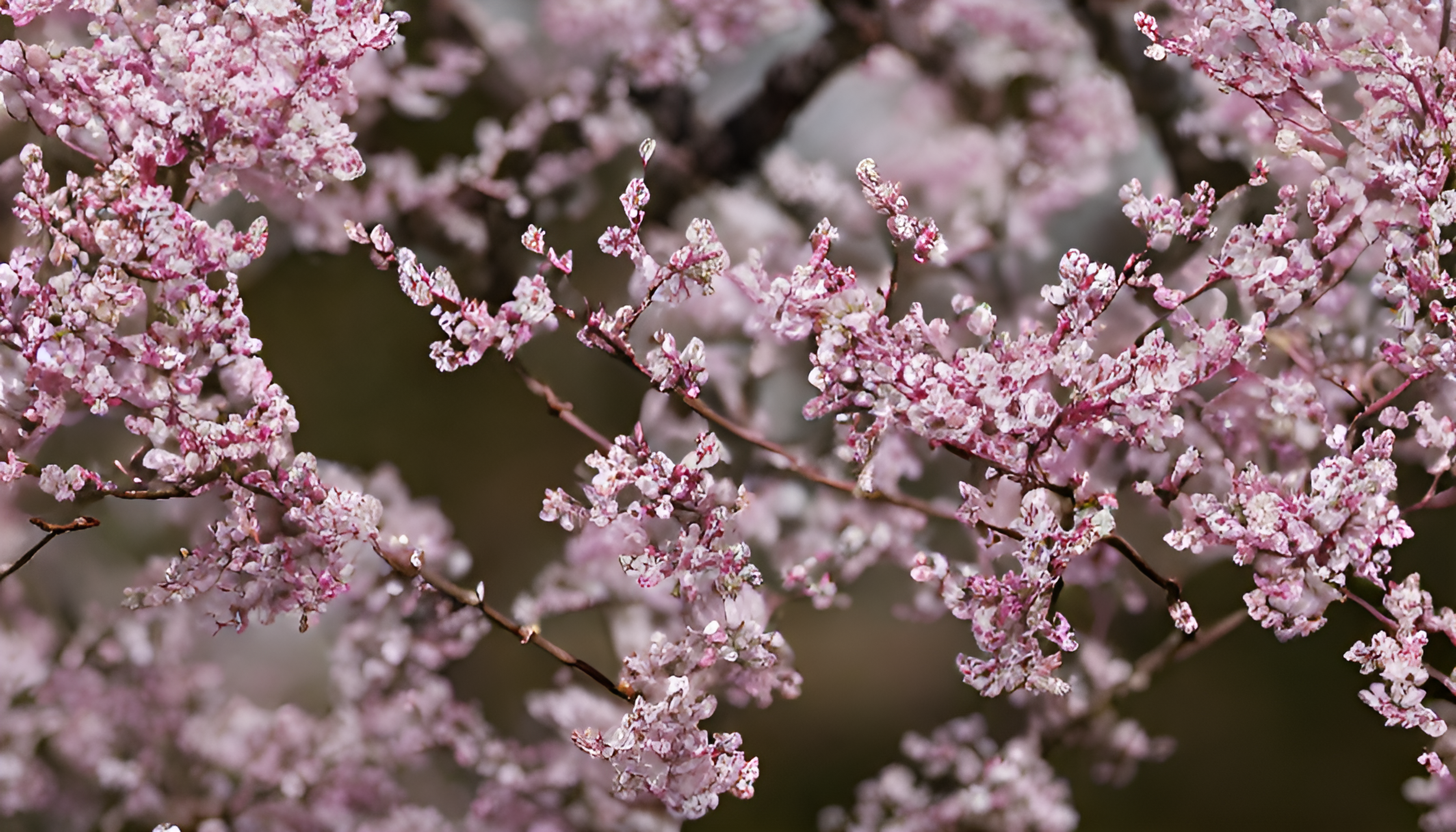 繁花似锦