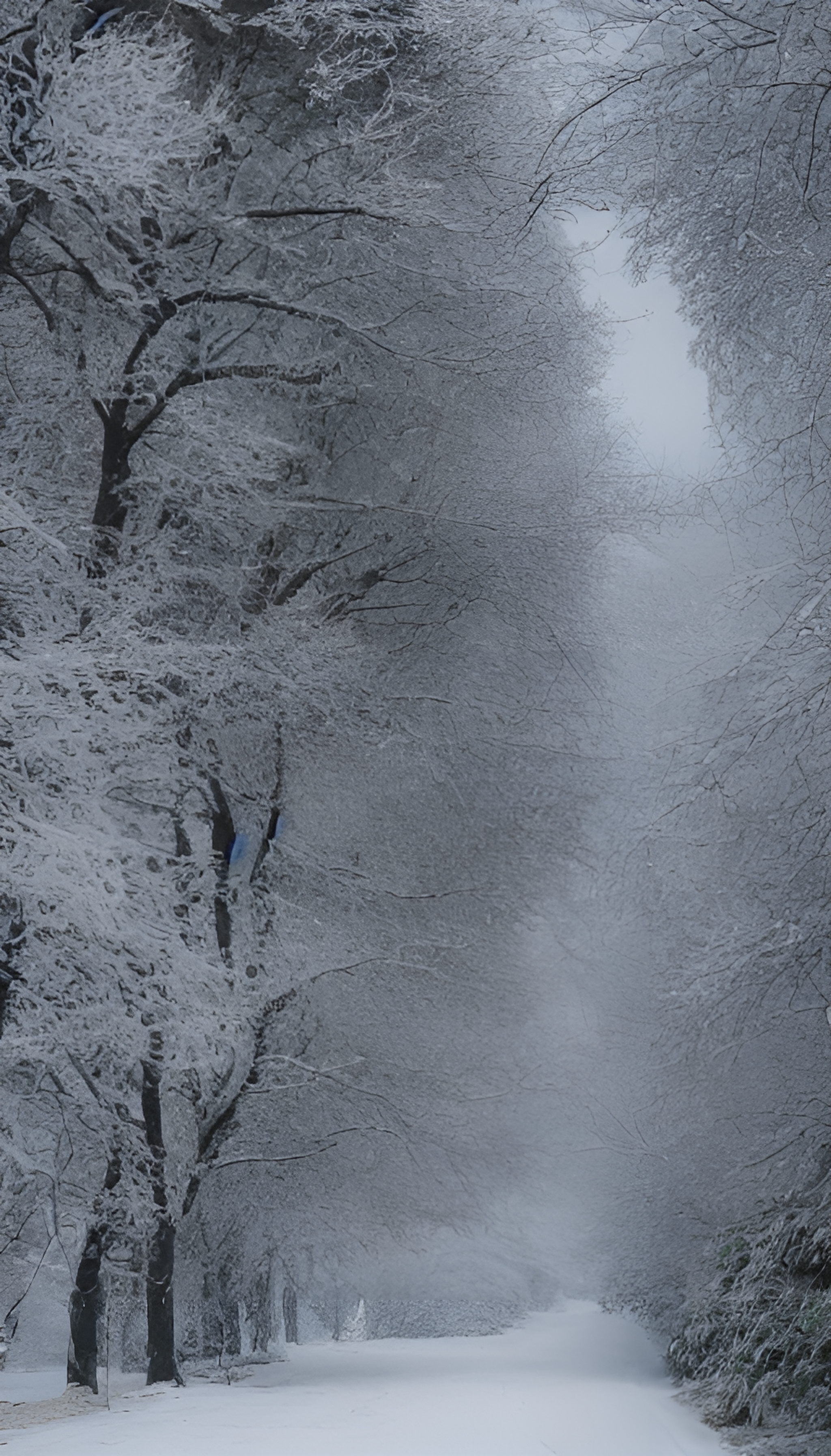 白雪覆盖的道路