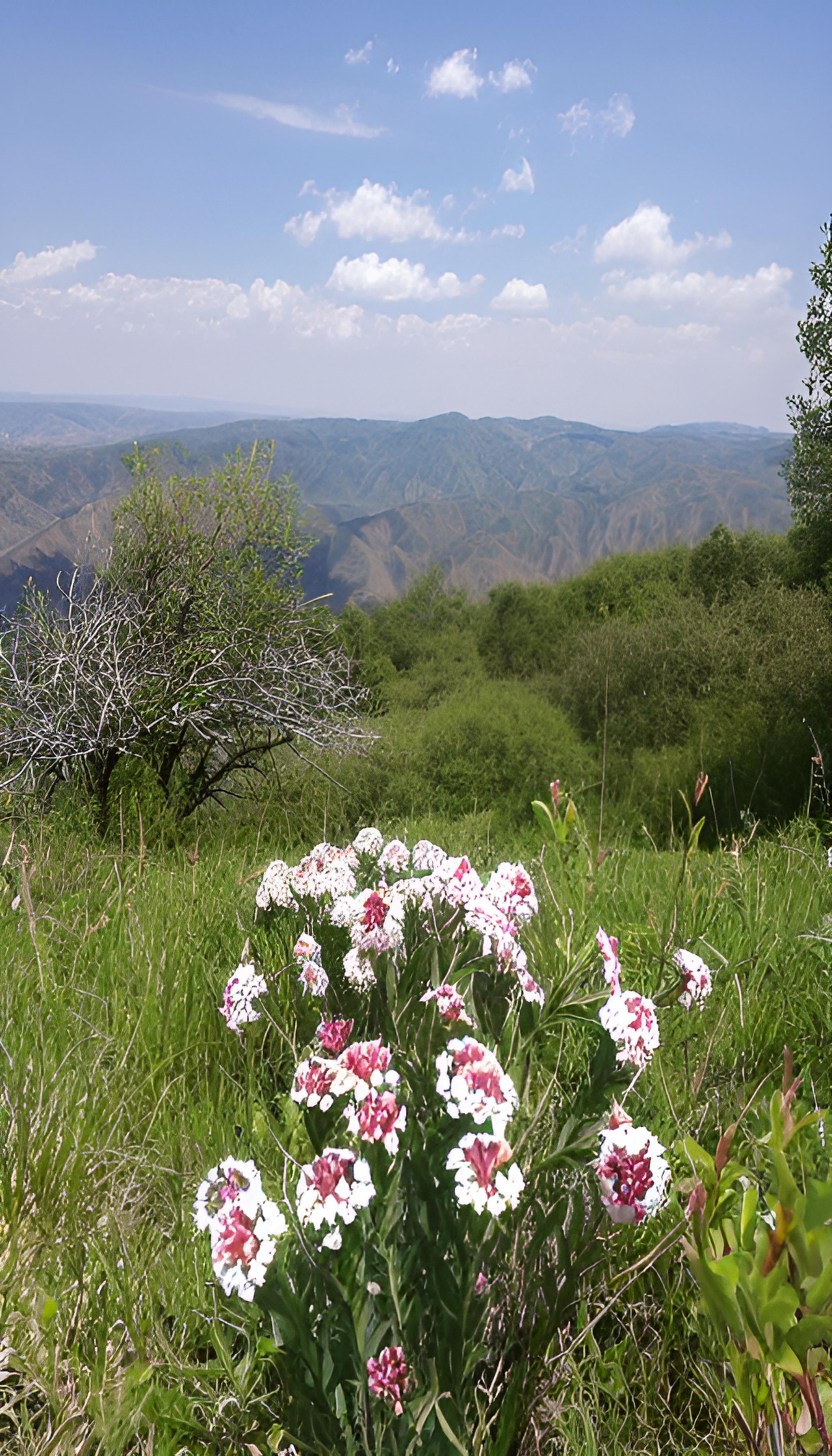 菊花爆满山