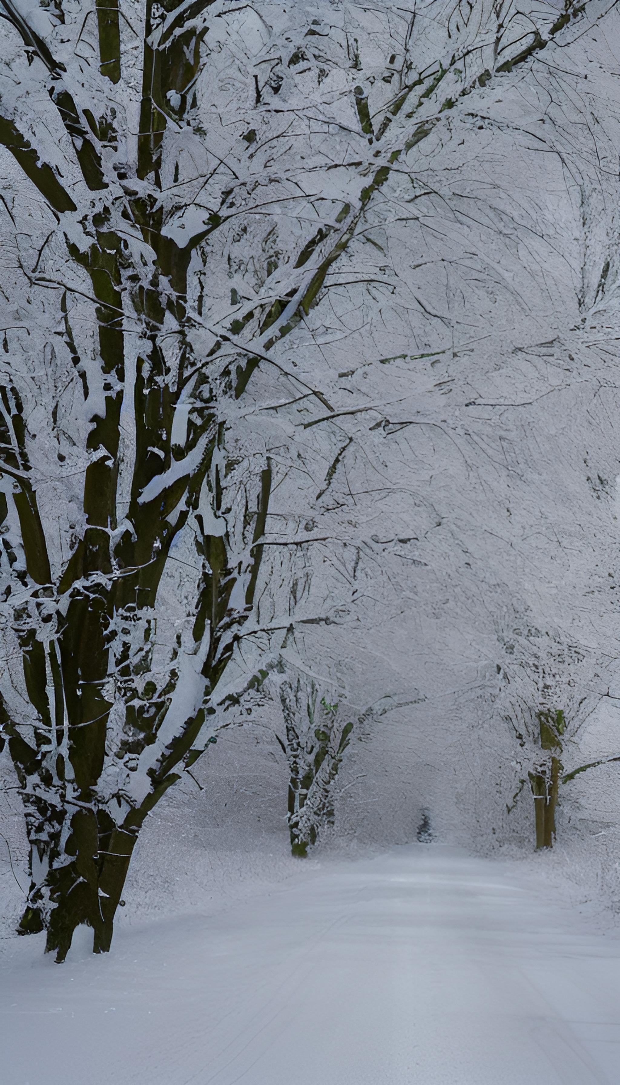 冬日雪景