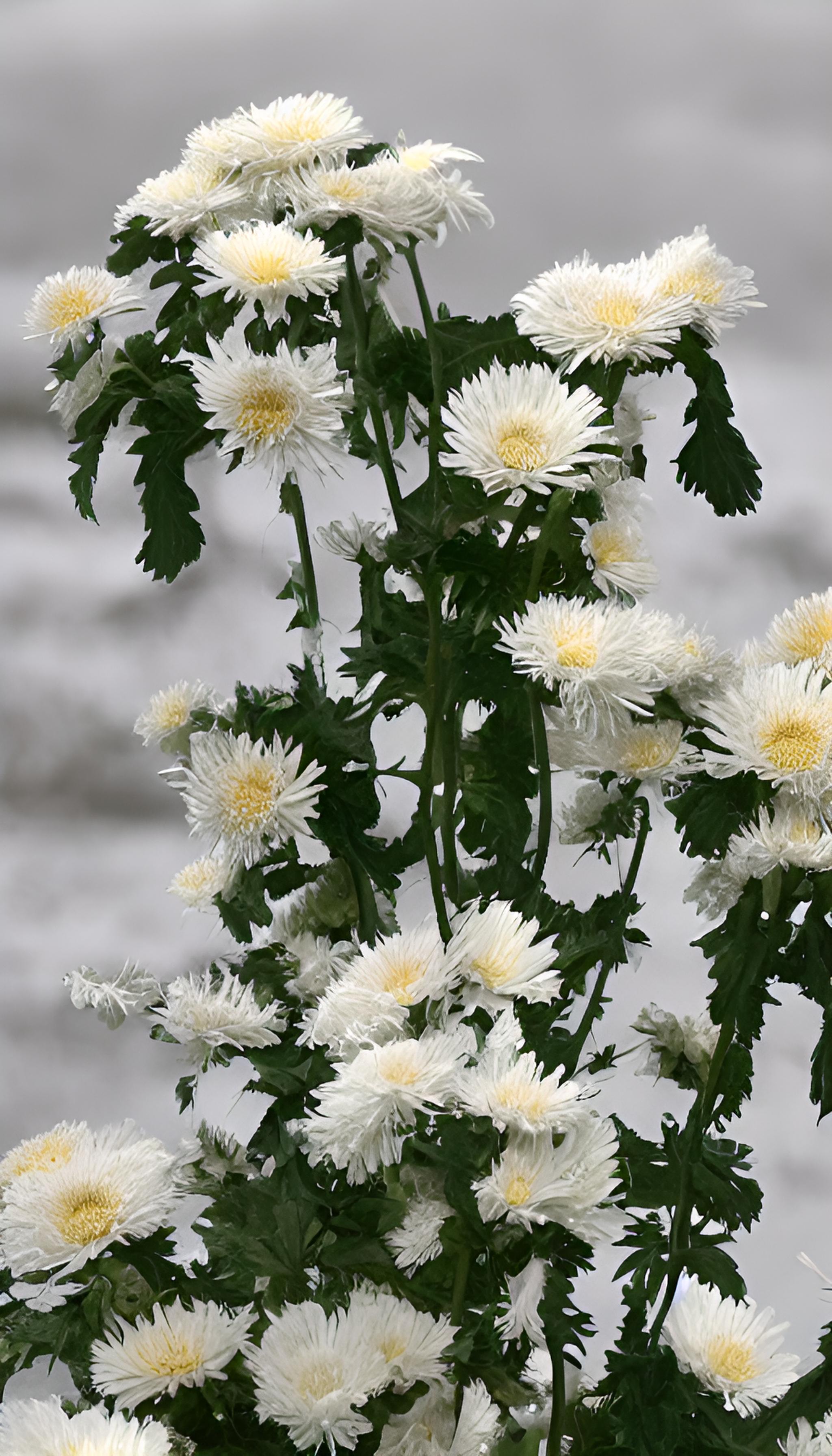 一捧白菊