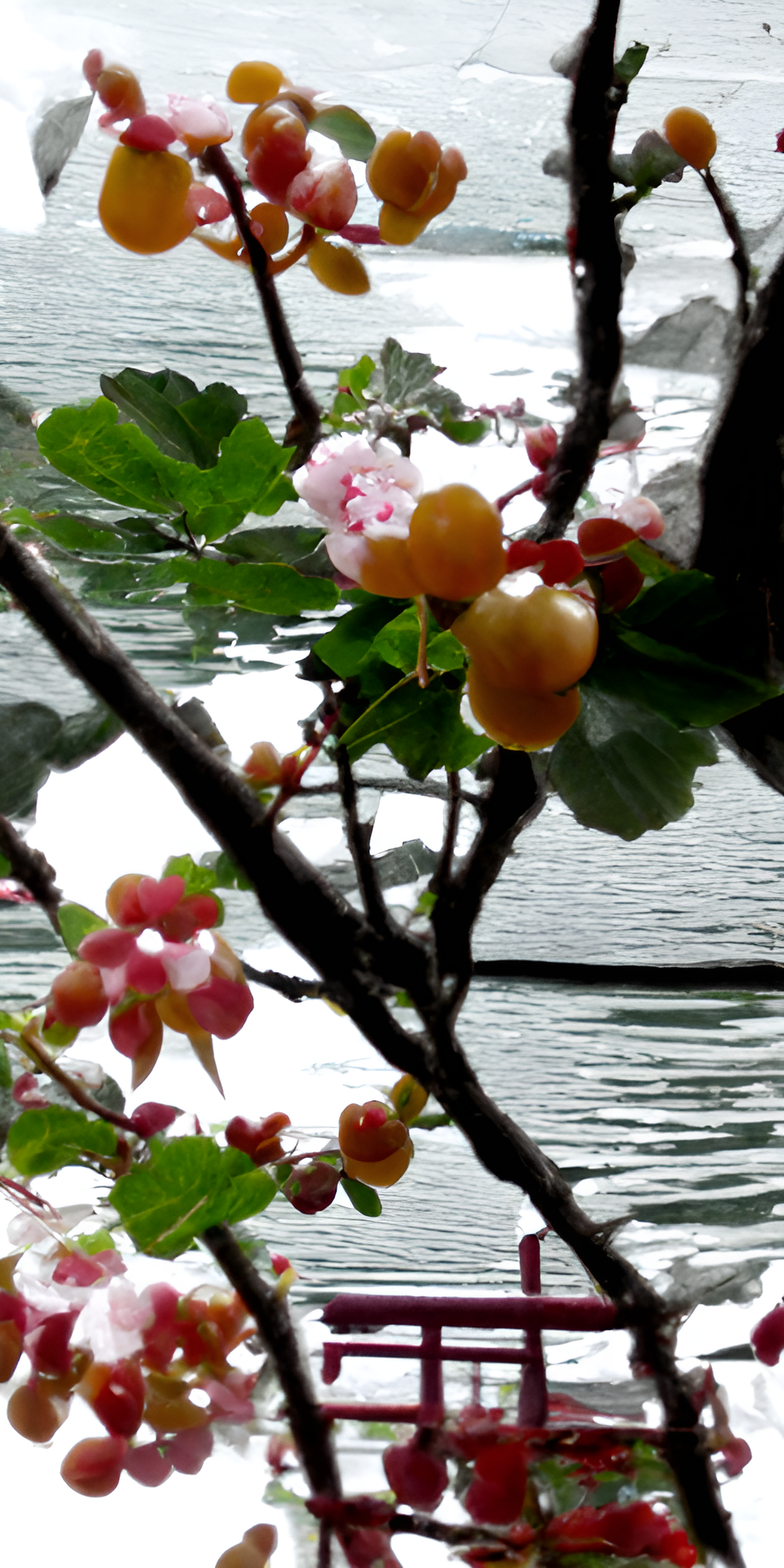 海棠，相思豆，忘川湖水。