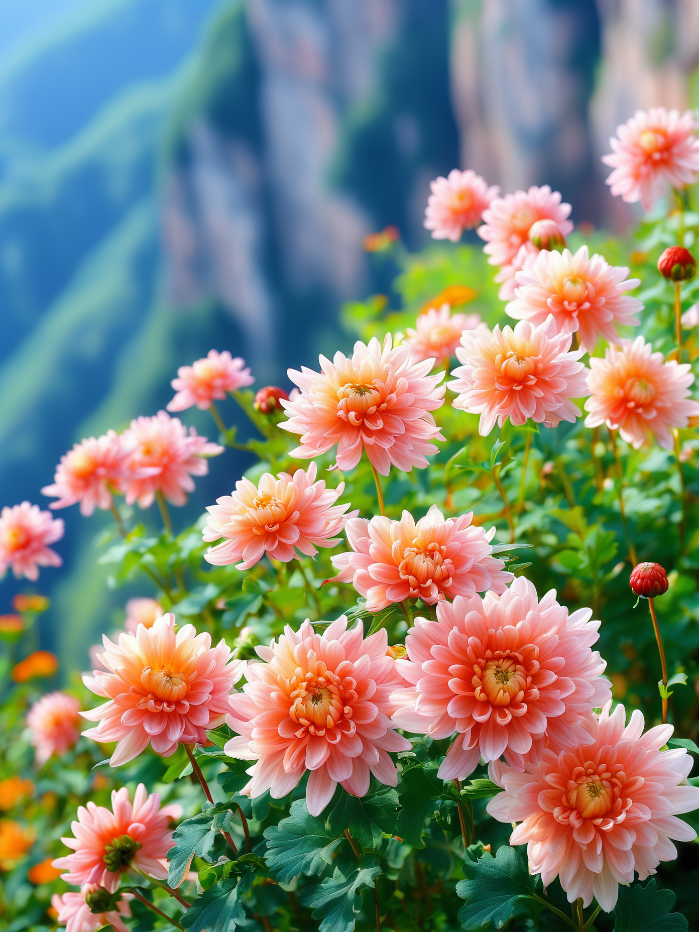 悬崖上的菊花