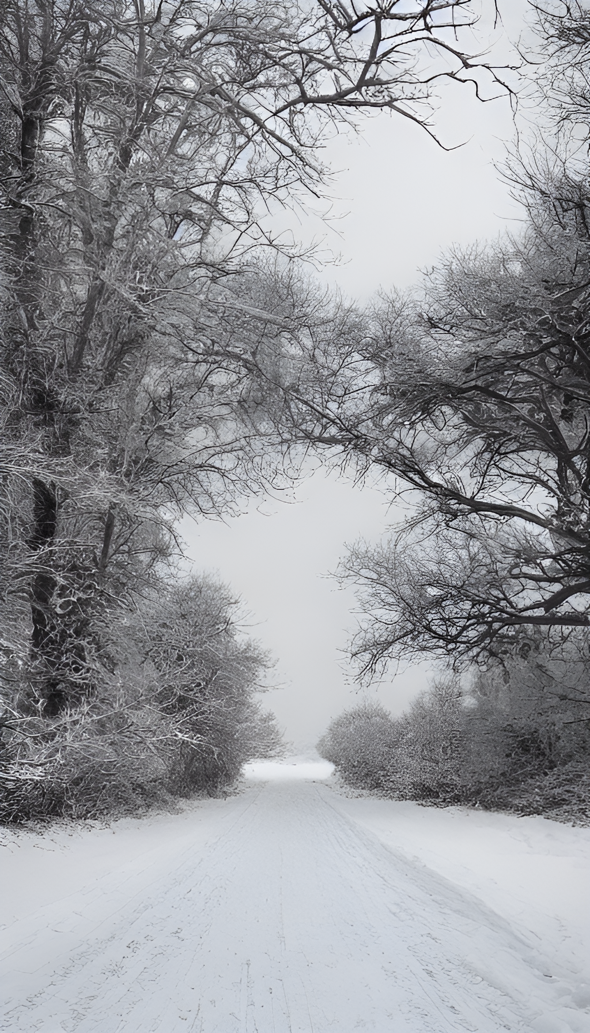 雪景